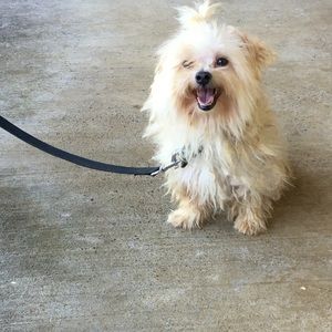 Meet your Posher, Reagan